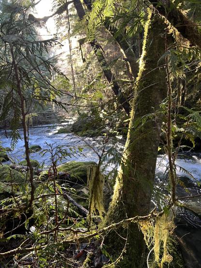 Shot of the same river taken from behind a mossy tree.  Undergrowth is dense around the river banks. Slanting sunlight illuminates the moss on the vegetation.