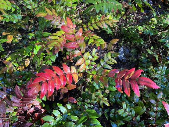 Overhead view of a plant with long compound leaves arrayed in a precise opposite geometrical pattern on stems that radiate out from its main stem. The leaves are glossy and hard and bright red on its uppermost parts but others farther down by the ground are green. The winter sun illuminates it and makes the colors pop.
