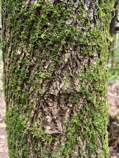A stout and tall tree trunk with rippled bark that has moss growing all around in the crevices.