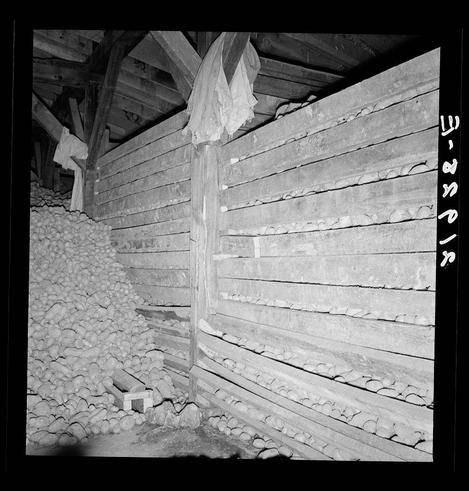 The image depicts a storage area with wooden racks filled with potatoes. The perspective is from inside the structure, looking towards the back where more stacks of what appears to be potato tubers are piled up against the wall. On either side and in front of these racks, there's an abundance of loose potatoes scattered on the ground. Above, part of a wooden ceiling can be seen with beams supporting it. The photograph is monochromatic, suggesting its age or artistic effect rather than a black-and-white filter. It appears to capture a moment from agricultural storage during potato harvest season in Merrill, Klamath County, Oregon.