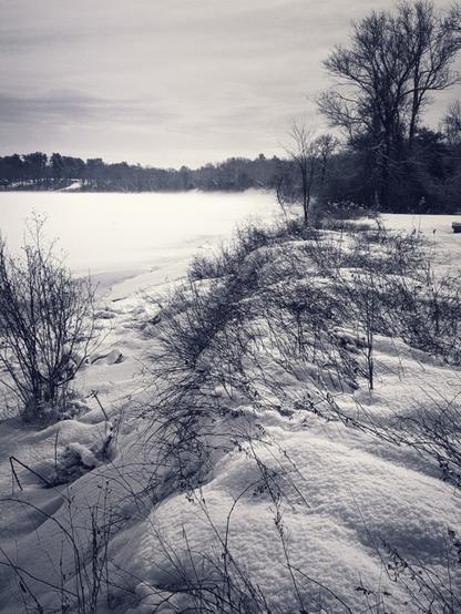 Standing on a ledge of shrubs looking East along the frozen banks of the Androscoggin River to the Merry Meeting Park & Ormsby Preserve in the distance