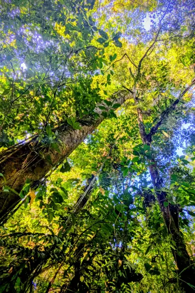 A photo looking up into the Amazon Rainforest canopy. The strong afternoon sunlight illuminates the browns and greens and yellows against a bright blue sky.