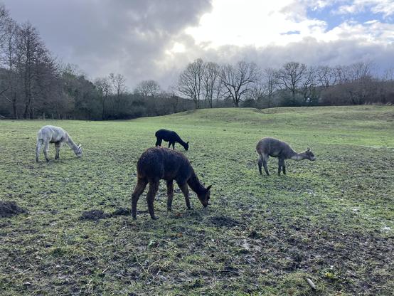A photo of four alpacas grazing in a somewhat soggy field. They are in various shades of grey. There are trees on the skyline under a cloudy sky with blue breaking through, lighting the clouds.