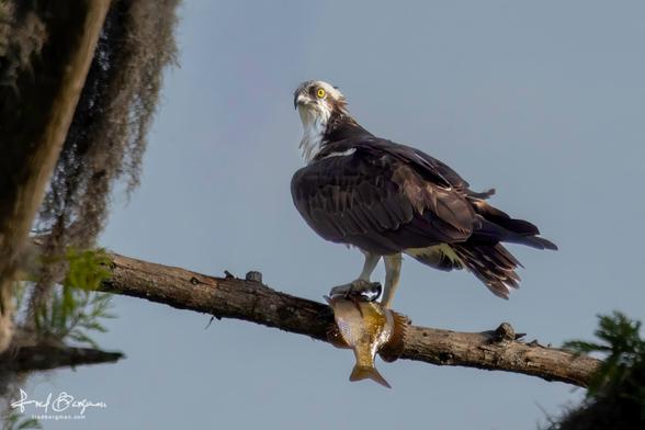 Osprey perched on a branch with a fresh fish under one claw