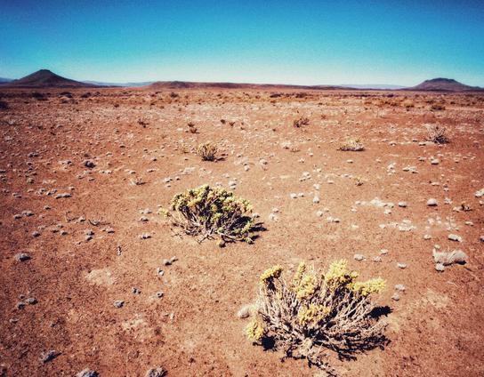 Tankwa Karoo succulent plants.