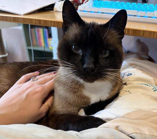 Siamese cat with stunning blue eyes looking right at the camera sitting on a blanketed lap at a desk