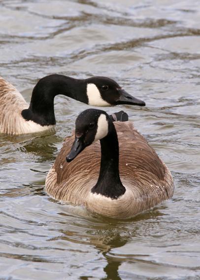 A close-up photograph of two Canada Geese (Branta canadensis) in water. The foreground goose has its head tilted about 45 degrees from the photographer's vantage; the background goose's neck is bent around 90 degrees as it reaches its head over the tail of the foreground goose. The brownish water surface is somewhat textured and wavy.