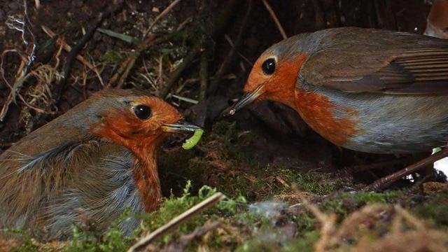 Two European robins with orange faces and grey wings stand over their nest as one holds a small green caterpillar in its beak.