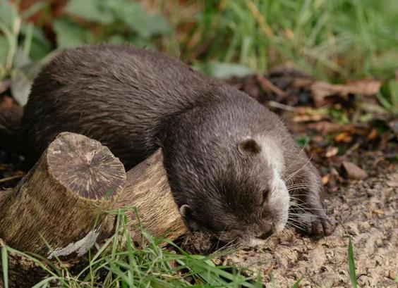 An otter rubbing itself against a tree stump