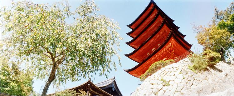 Une photo panoramique avec, à droite, la pagode à 5 étages de Miyajima, vue en contre-plongée (la photo est prise en dessous de la terrasse du temple) et, à gauche, un arbre
