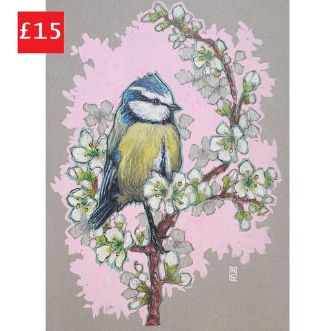 A small colour drawing of a little blue tit bird sitting on a branch that is covered in white blossom. The drawing has a pink background and is on grey pastel paper.
A colourful mix of blue, yellow, white and green makes the Blue Tit one of our most attractive and most recognisable garden visitors.
An original art work, please note that the frame is not included.
Colour pencil and mixed media on acid free toned artist paper
5 by 7 inches (12.7 by 17.8 cm).
Sold unframed