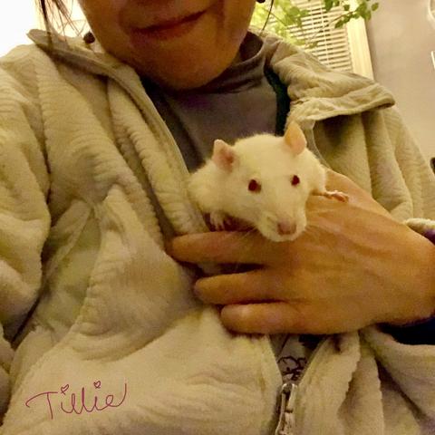 The same scene, same me and Tillie the albino rattie still in my jacket, my left hand gently holding her upper body that’s out of the half-zipped jacket.