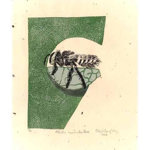 My linocut print shows a section of leaf with an alfalfa leaf cutter bee in the act of cutting its telltale half-moon shape. The leaf is a pale green with dark green veins and patterns and much paler obverse site. The bee is black and pale yellow. My print is on cream coloured Japanese paper with bark inclusions.