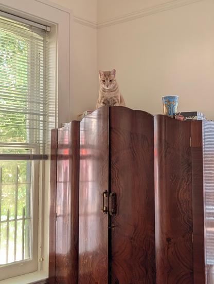 an orange cat on an antique wardrobe.