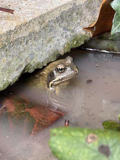 The head of a chill but cranky looking frog sticking out of some merky water.