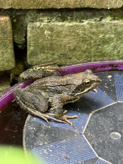 A frog sat on a solar cell that powers a tiny fountain in the same purple salad bowl pond.