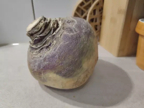 Eine ganze Steckrübe mit einem lila-grauem "Kragen".