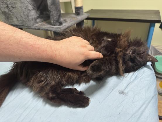 Long haired black cat lying on her side on a light blue sheeted bed with her eyes clothes as she enjoys pets on her belly from a hand stretching from the left side of the photo. A cat tree sits immediately behind the cat, with a black with blue legged table behind the tree.
