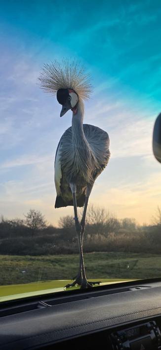 Kraanvogel op weginspecteur auto