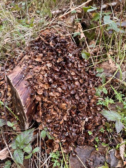 A cut log on the forest floor has one end absolutely heaped with a big pile of husks from fir cones.
