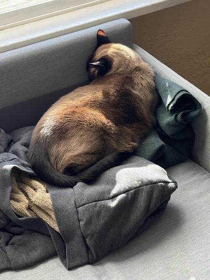 You'd think this was uncomfortable, but there we are. The cat is sleeping in the office on the blanket and sweater today. #caturday #nap #napping #coworker #cats #cat #siamese
