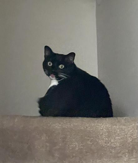 Short haired tuxedo cat sits at the top of a beige carpeted stairs, her left foot reach up to her mouth, tongue out as she stares wide eyed towards the camera mid foot cleaning
