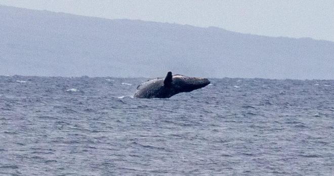 Dark colored humpback whale leaping out of the water, body is parallel to water, pectoral fin visible. All but tail out of the water. Blue water, island in background