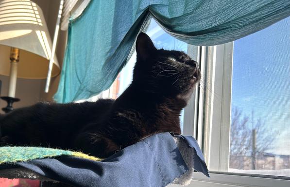 Black cat lying on her cat tower next to a sunny window with blue skies in the distance.
The angle of the photo is from slightly below as she lifts her head upward. Her adorable little cheeks and chin are shining in the sun.
