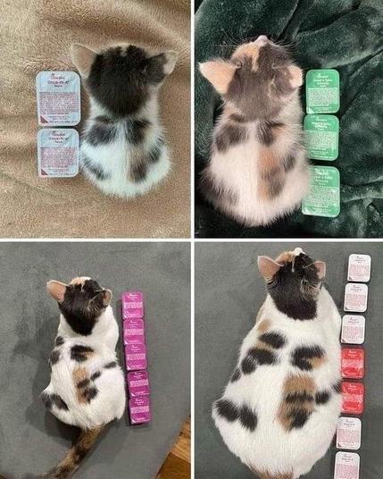 Four frames showing growing smol kitten compared to the size of plastic sauce containers