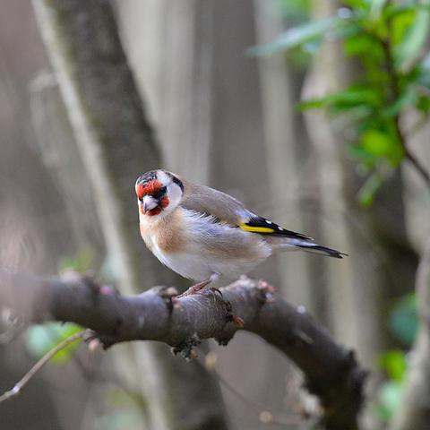 Chardonneret élégant photographié de côté, l'oiseau regarde intensément l'objectif et semble avoir une idée très précise de ce qu'il va entreprendre.