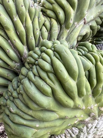 folds on the "leaf" mass of a succulent, kind of looks like a brain folds, or folded hands