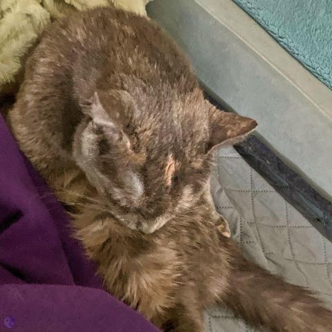 At the edge of a sky blue daybed, with purple and light green bedding around her. a small dilute tortoiseshell cat has wedged herself into the opening, lying on her belly, and then folded her head over her shoulder to clean her shoulder, looking as though she is boneless.