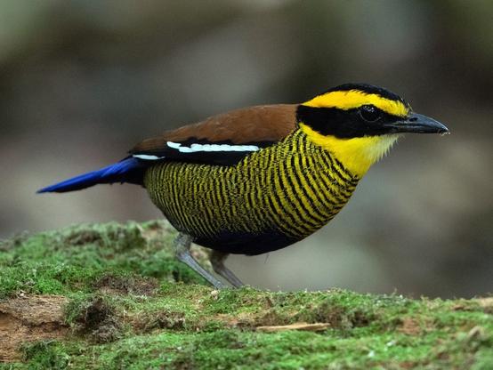 Bornean Banded-Pitta photographed by jimmy Yao