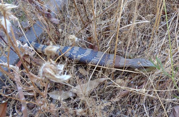 The full length of the lizard