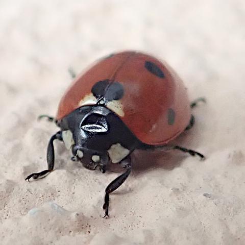 an einer weiß gestrichenen hauswand hängt ein marienkäfer, das bild ist aber so gedreht, dass die wand waagerecht liegt und der käfer eher drauf sitzt als dran hängt. wir blicken von schräg vorne auf das insekt, prominent und scharf im bild ist vor allem der schwarze halsschild mit den beiden weißen flecken beiderseits des kleinen, ebenfalls schwarzen kopfes, der auch wiederum 2 kleinere weiße flecken zeigt. mittig oben ist der halsschild eingedrückt, hat eine tiefe delle oder macke, die gehört da eigentlich nicht hin. die hoch und rund aufgewölbten flügeldecken sind orange-rot mit je drei schwarzen flecken, ein siebter fleck befindet sich mittig vorne direkt hinter dem halsschild, abgegrenzt von 2 kleinen weißen dreiecken, die aussehen wie lichtreflexe aber tatsächlich weiße flecken im orange sind
