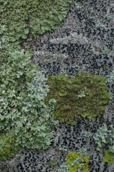 Assorted lichen on a tree trunk.