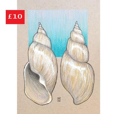 A colour drawing of a sea shell, showing both sides of the shell with a blue background.
An original art work, please note that the frame is not included.
Colour pencil and mixed media on acid free toned artist paper
5 by 7 inches (12.7 by 17.8 cm). This is a standard photo size in the UK and USA and should be easy to DIY frame.