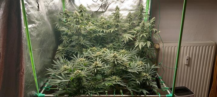 In einem geöffnetem Indoorgrowzelt stehen 3 Cannabispflanzen in voller Blüte, während die vordere Pflanze etwas kleiner ist sind die beiden dahinter stehenden deutlich stärker in die höhe gewachsen. Rechts neben dem Zelt ist eine Heizung