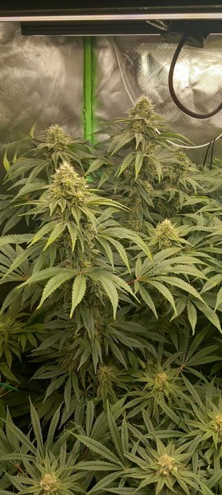 Die Pflanze von hinten Links im Fokus um den individuellen Wuchs der Pflanze besser in Augenschein zu nehmen.