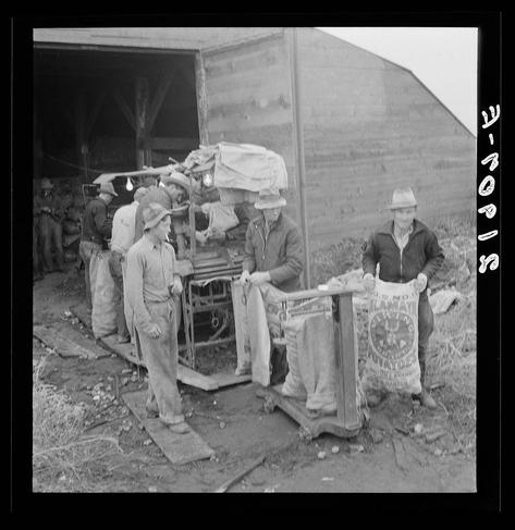 This black and white photo depicts a group of men at what appears to be the end of a harvest season. They are standing beside an open truck filled with sacks, likely containing potatoes or another type of produce given their rural setting suggested by the wooden barn-like structure in the background. The man on the right is holding up a bag labeled "Klamath", possibly indicating the location as Klamath County, Oregon. He stands amidst other men who are either organizing bags for shipment or sorting through them; several wear hats and one has what seems to be overalls typical of farm workers' attire from an earlier era.

The environment suggests it's a cold morning given the visible breaths in front of some individuals which hints at chilly weather conditions. The ground is muddy, suggesting recent rain which could have contributed to the moisture seen on surfaces such as potatoes or freshly harvested crops. Some men are smoking cigarettes while others focus intently on their tasks.

The photo has been tagged with several identifiers including "Untitled", and references related to potato grading from Oregon suggests that this scene might be indicative of a routine process in farming communities, particularly during times when produce is being sorted for market distribution after the harvest season. The presence of potatoes indicates an agricultural setting likely centered  [...]