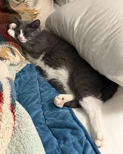 Photo of Josie, gray and white tuxedo, on her side in an unmade bed.  Pillow behind her,  partial on a blue heating pad.  From paw crossed, heading resting on  front paws. Back legs stretched out.