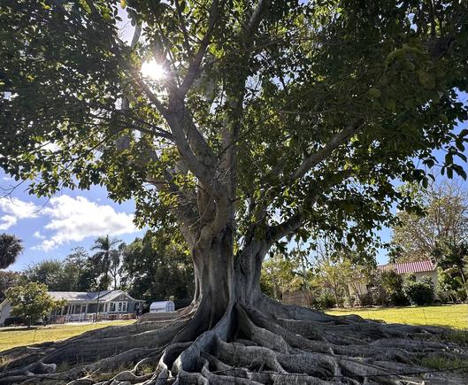 Tall white grayish smooth bark tree that goes tall with green leaves. But the roots are also long and above ground. Some are really tall. Photo by me. Blue sky day white white fluffy cloud. Green grass.