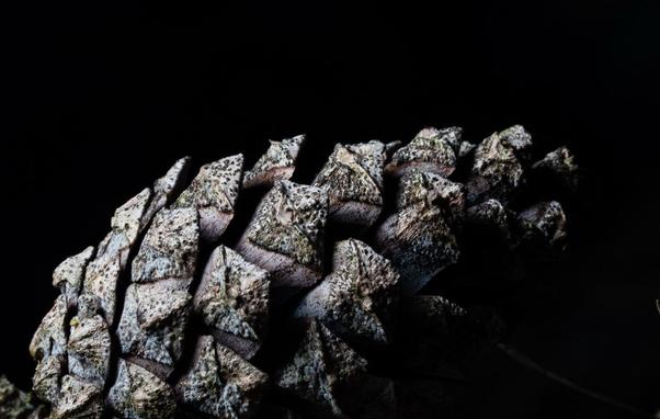 A photo of a pine cone with a black background. A good sized pine cone, maybe 15cm long. The flaps or sections or scales are partially open to allow in moisture or male seed. To close to protect the germinating seeds. Beautiful smooth but also craggy.