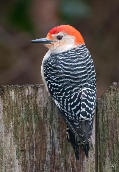 Color photo of a male red-bellied woodpecker with its black and white striped back to the camera and red crested head in profile looking to the left, clinging to the top of a wooden fence.