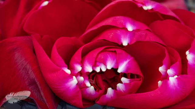 Macro photo of layered red rose petals forming a tight spiral. The petals shift from deep crimson to bright pink, with small white spots where the petals originally attached, creating a bold, abstract pattern.