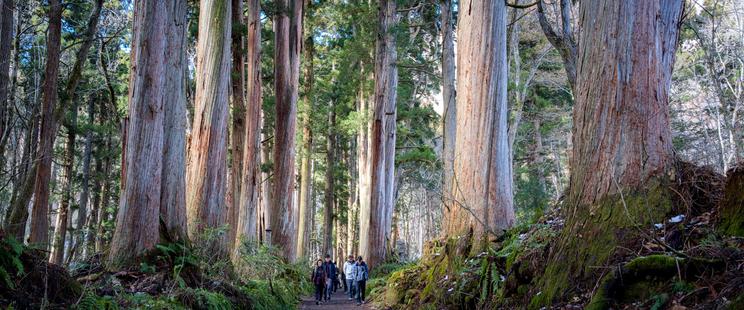Anamorphic panoramic photo of the cedars at Togakushi Okusha, Nagano.