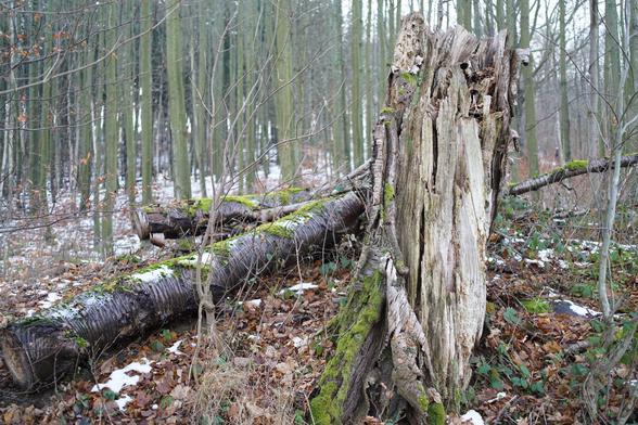 Mehr Kontext um den Stamm, es liegt weiteres totholz daneben