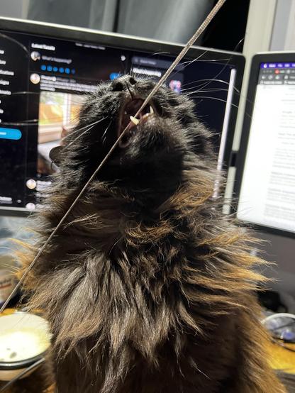 Top half of a long haired, her head point up, mouth open as she chews on a silver pieces of string stretching from the bottom left corner to the top right corner. Two computer monitors are visible behind her, along with a bowl filled with water.