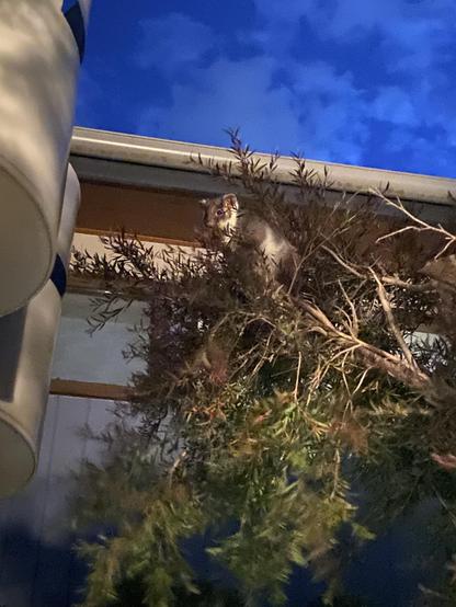 A ringtail possum is perched among the branches of a tree. The scene is illuminated by evening light against a backdrop of a cloudy blue sky. The animal is facing towards the viewer, partially hidden by foliage.