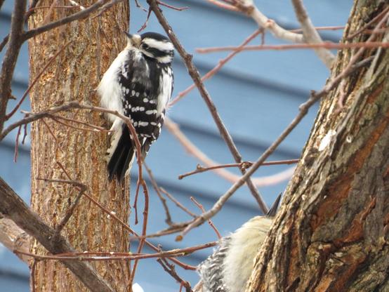 A much closer shot of the female downy, with the red-bellied visible at an awkward angle nearby.